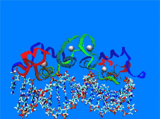 分子生物学plc是什么