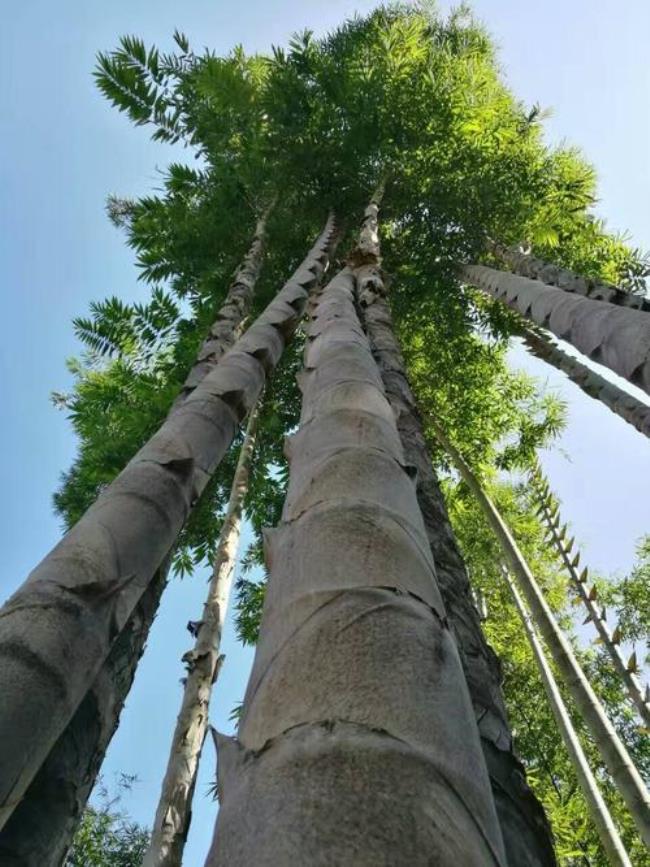 云南竹子最多的地方