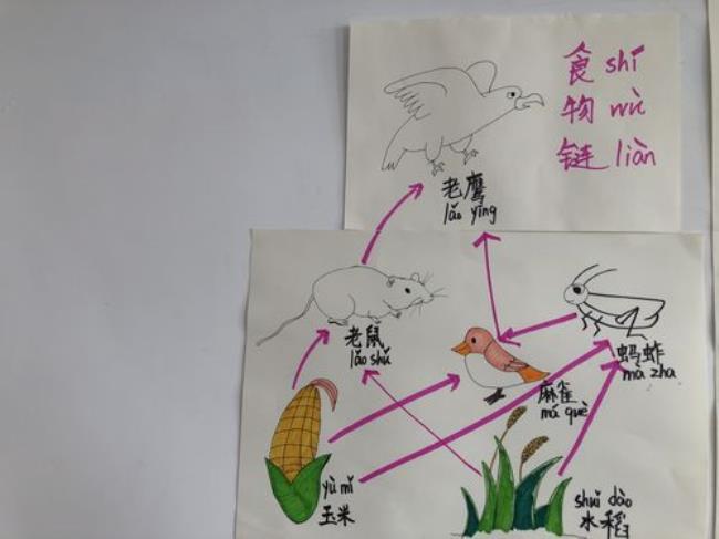 自然界的生物链的复杂关系