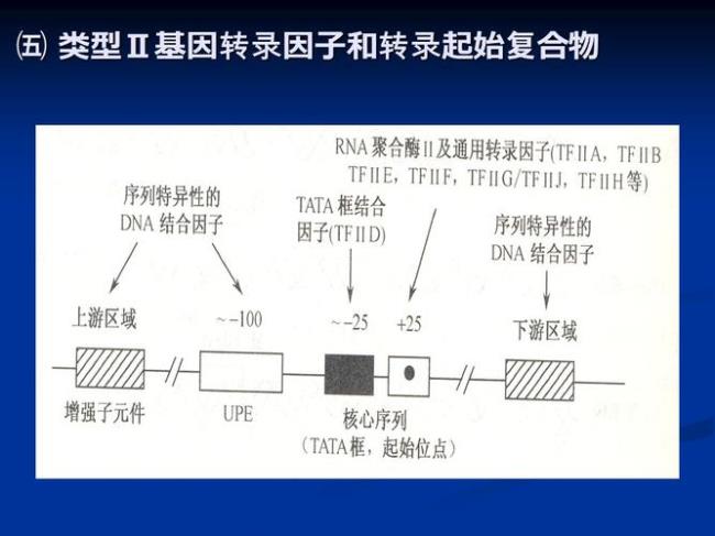 什么是顺反子