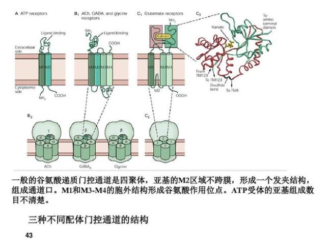 cl离子通道是什么运输方式