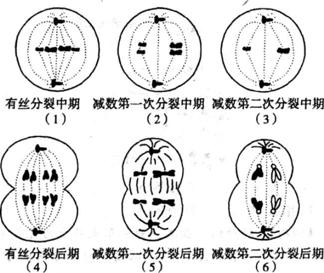 减数分裂适用范围