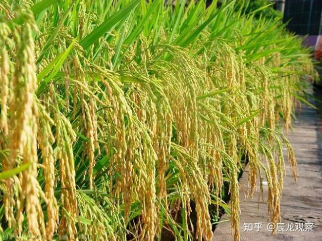 中国秦淮一线以北有种植水稻吗