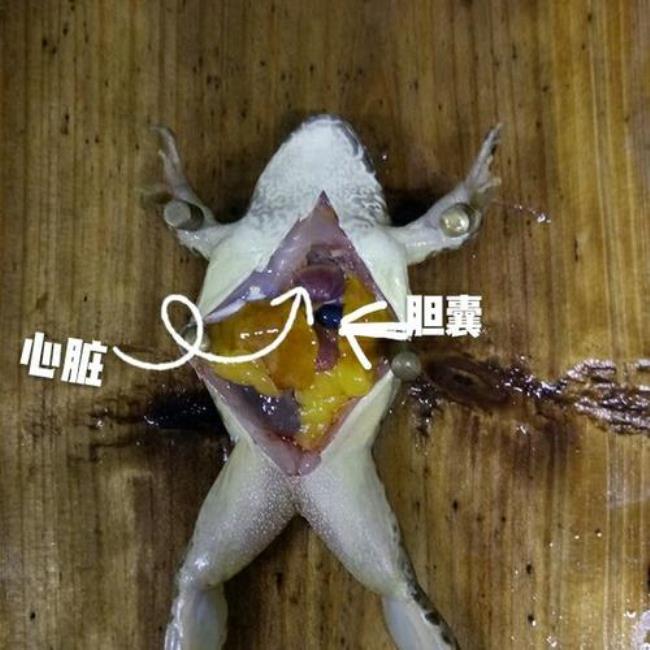 青蛙的身体构造