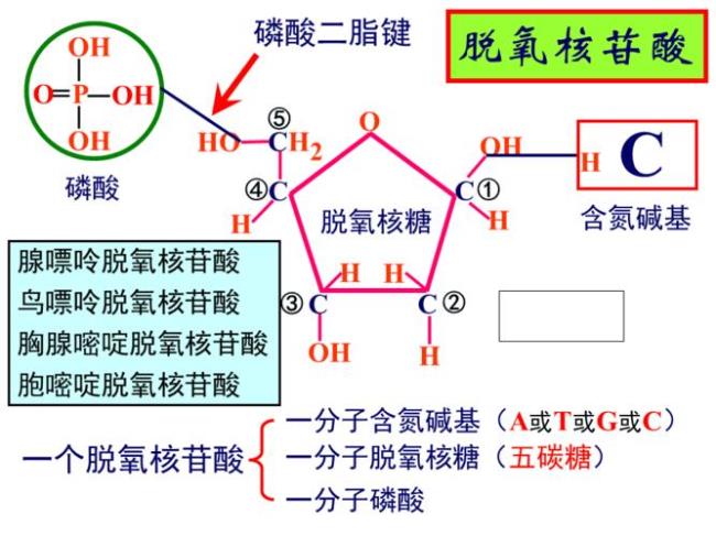 DNA的基本骨架由什么构成