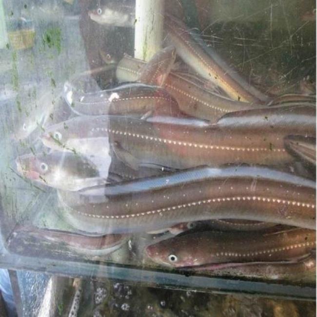 世界上最大的鳗鱼鳞片