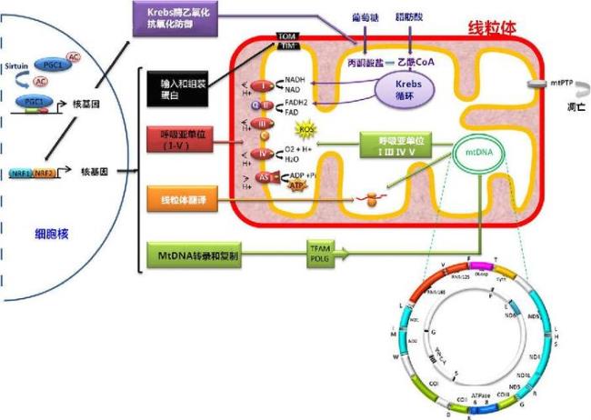 coq为什么不是氧化呼吸链的复合体