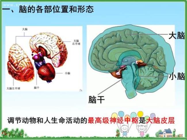 生物课本中的大脑皮层分层