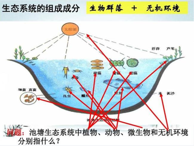 生物系统的结构