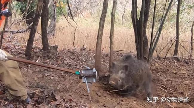 电打野猪没打死跑了还能活吗