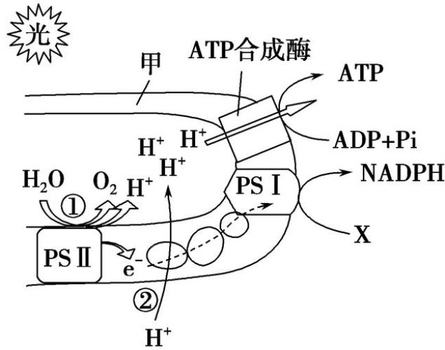 光合磷酸化是不是光合作用