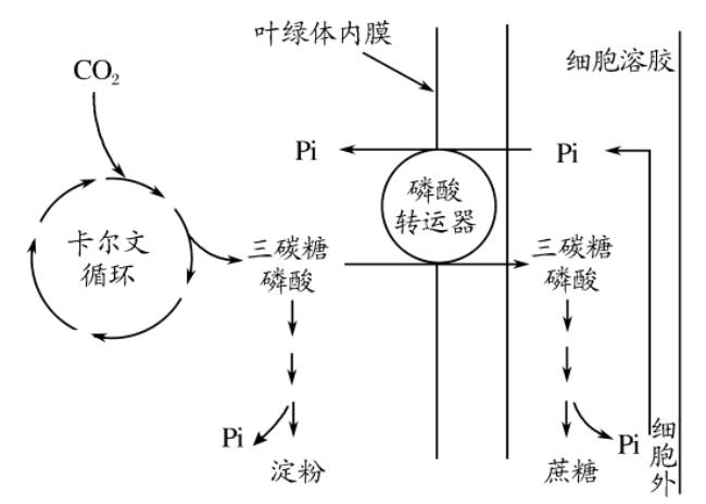 什么是吸能反应