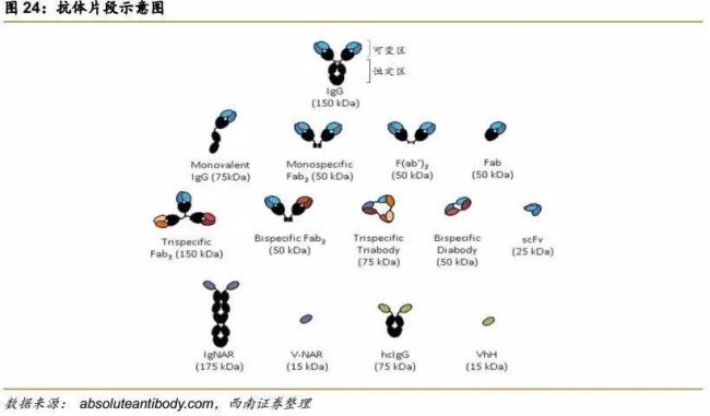 分子上的决定簇是什么