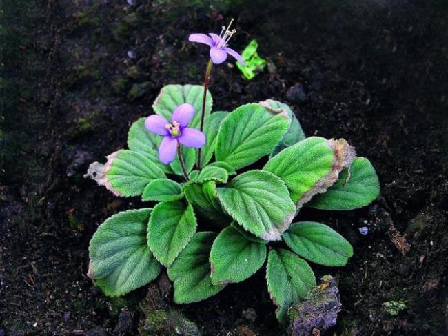 中国野生植物