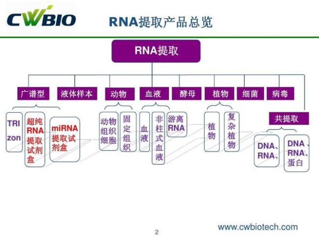 试述RNA的种类及其主要功能