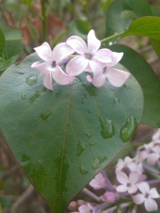 五瓣丁香花开的样