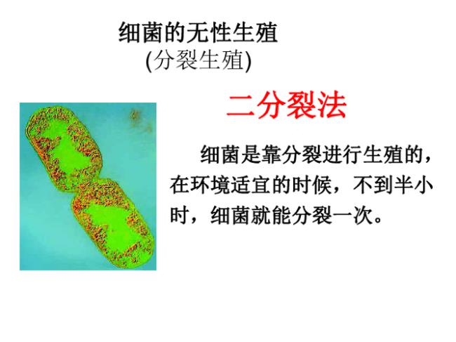 细菌是如何繁殖的