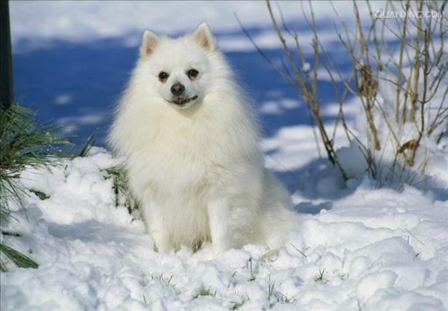 爱斯基摩犬长大后大概有多少斤