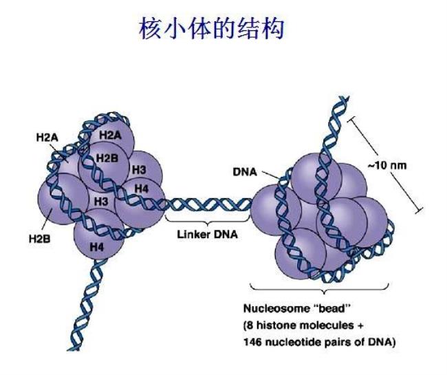 DNA的基本特征