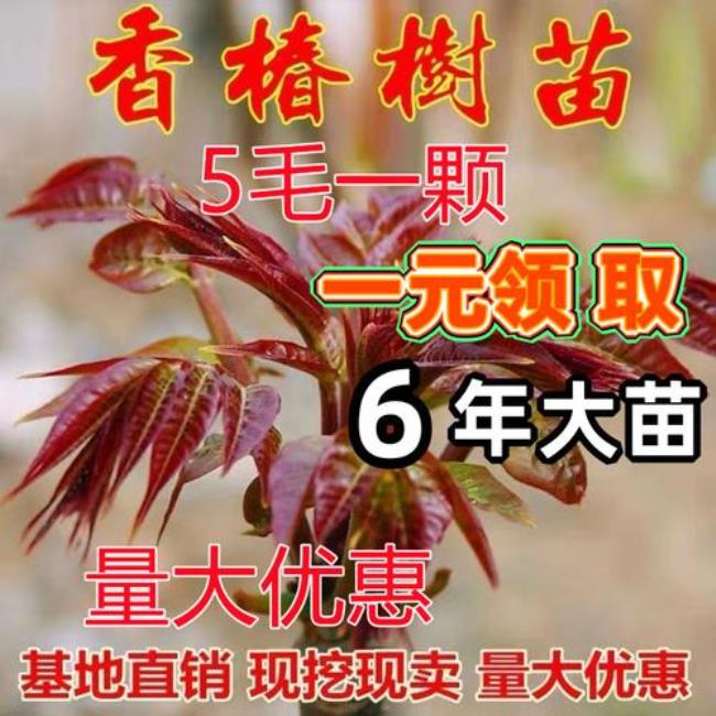 北方能种植香椿树吗