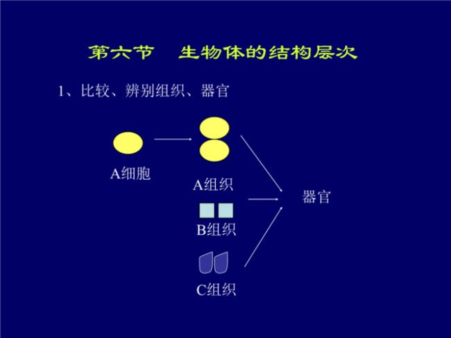 生物体的基本结构