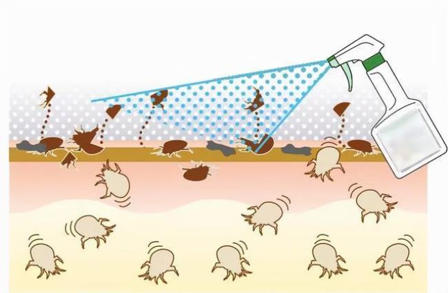 家里如何去除螨虫