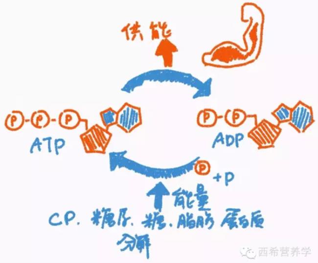 糖酵解供能系统特征