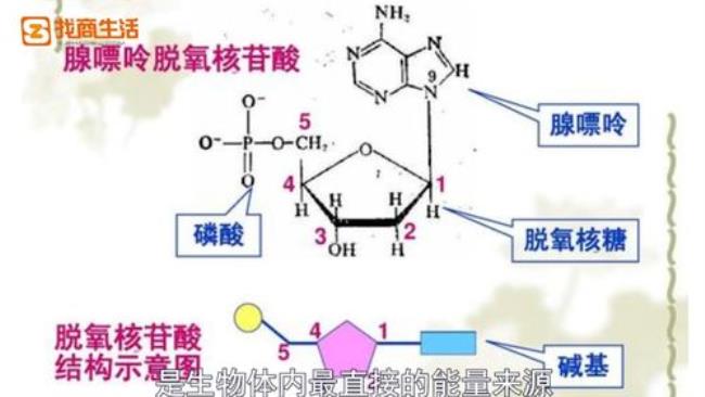 atp中的磷酸基团都有转移势能吗