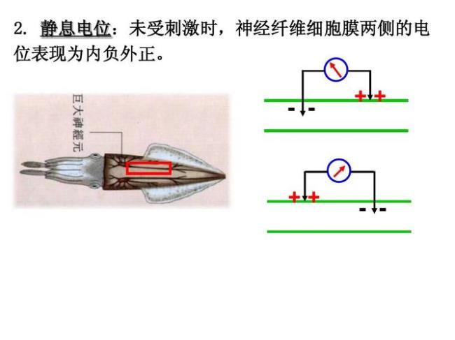 什么是静息电位