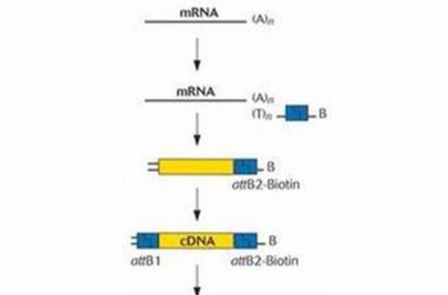 如何分离DNA和RNA