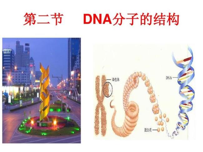 dna分子的粘度与什么有关