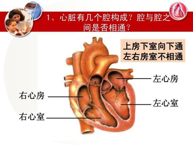 左心房的结构