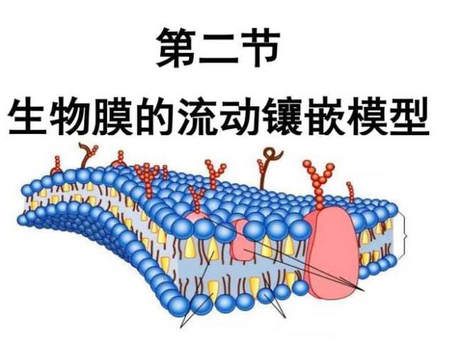 什么决定细胞膜的选择透过性