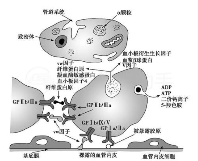 fxa在生理学中的意思