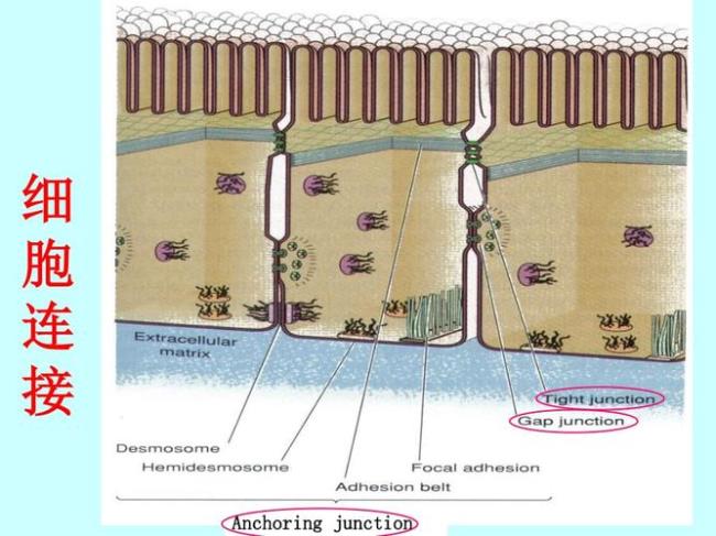 半桥粒为什么不属于细胞连接