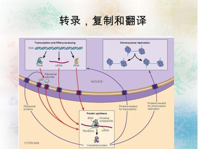 rna转录后加工的四种方式