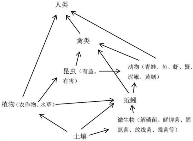 怎么写食物链