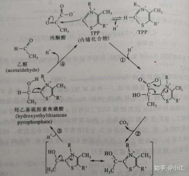 丙酮酸可以生成哪些物质