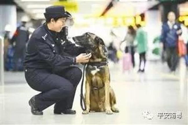 警犬可以坐公交车吗