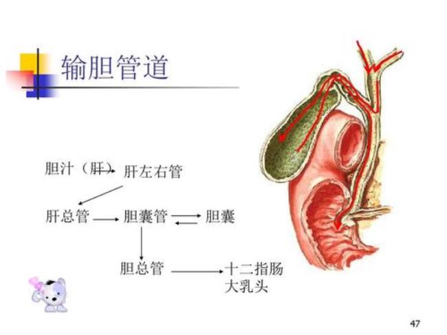 胆属于什么系统