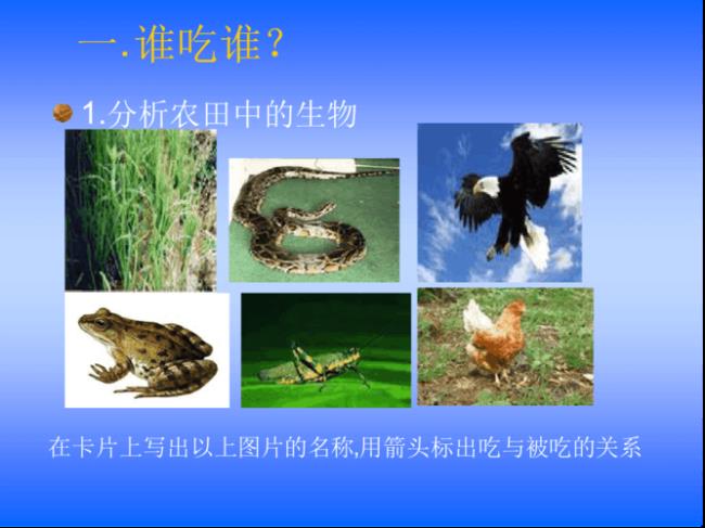 两个生物能不能组成一条生物链