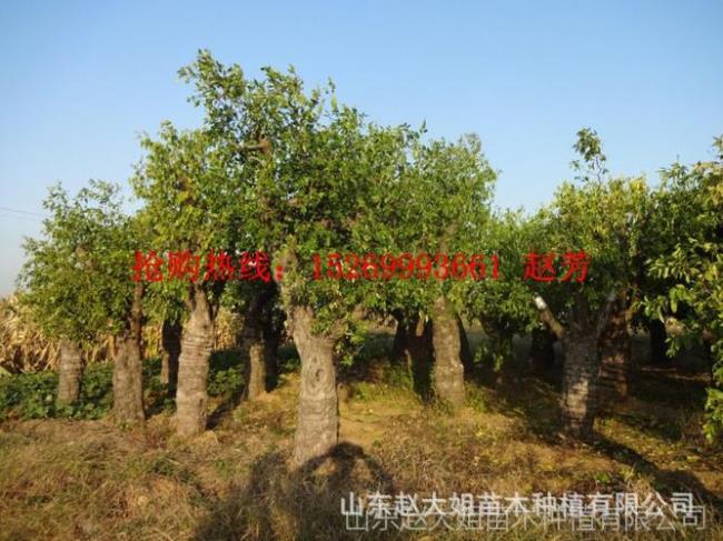 黑龙江省能栽枣树吗