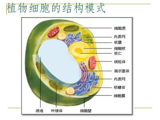 植物的成熟细胞有什么特点