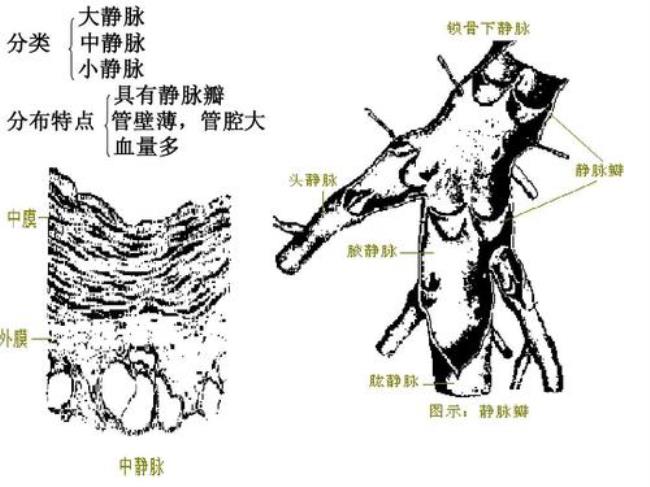 体循环静脉分布及结构特点