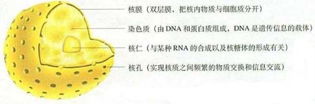 原核细胞有双层膜结构吗