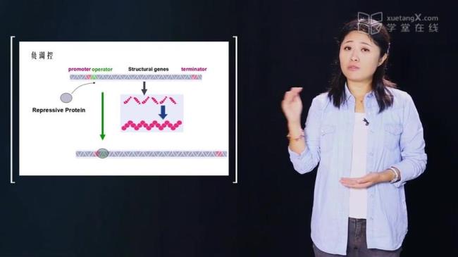 操纵子是不是原核生物才有