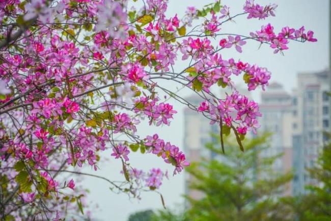 豆蔻开花三月三是谁唱的