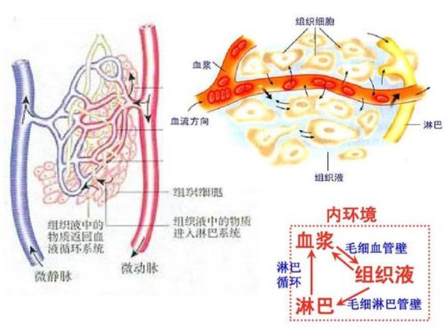 内环境是循环系统吗