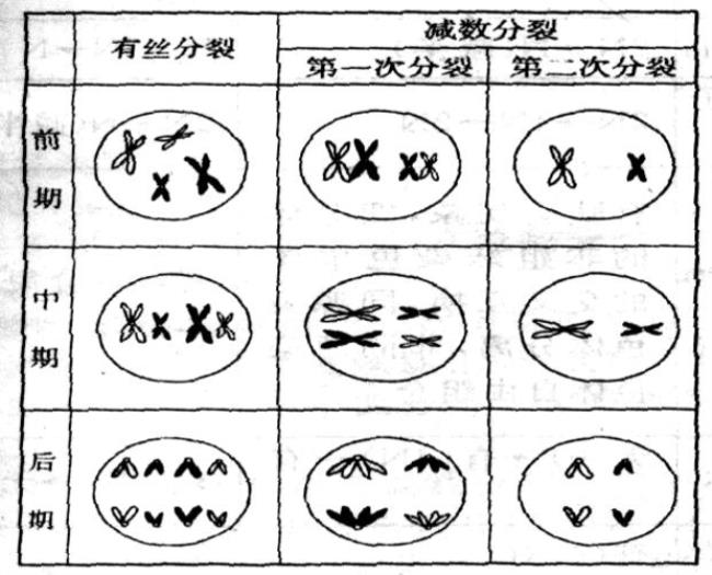 减数分裂有哪些时期