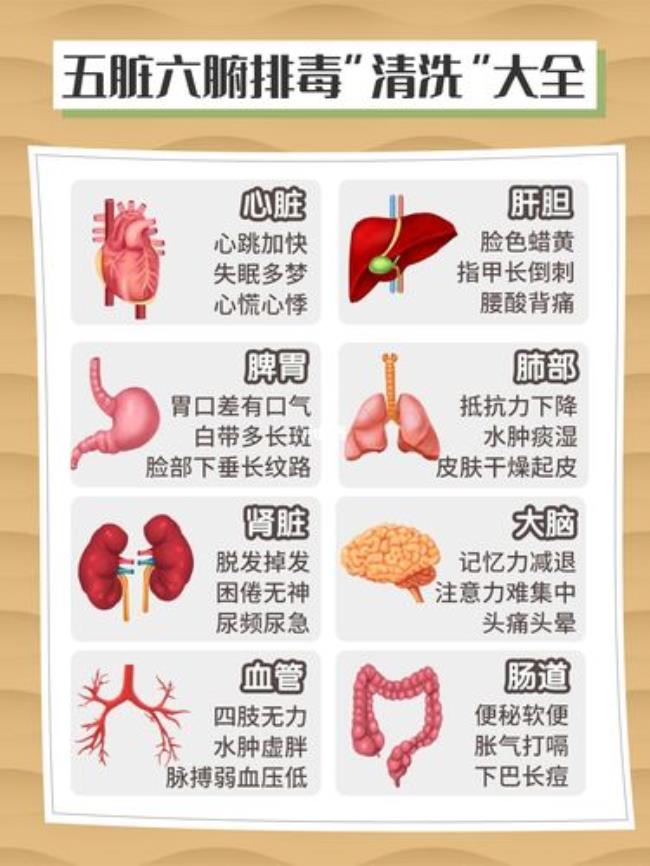 人体有几大排毒系统